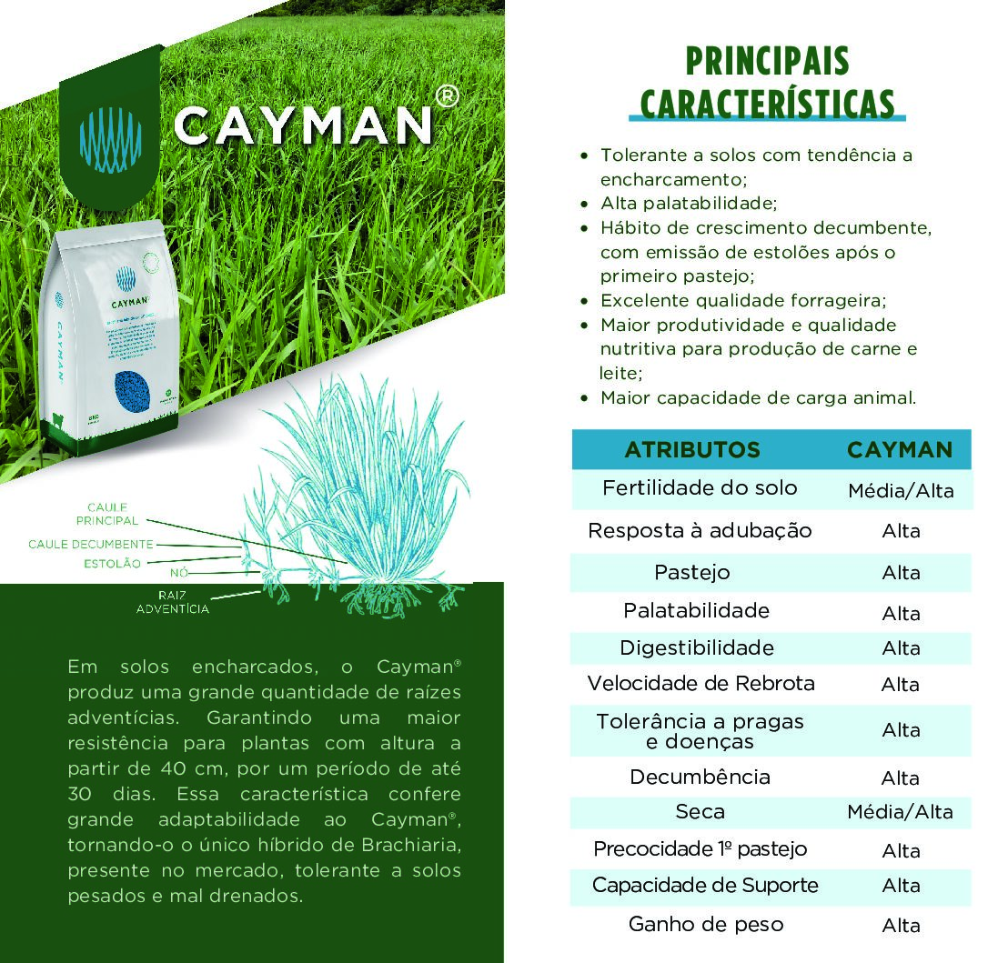 Sementes De Brachiaria Híbrida Cayman 8kg