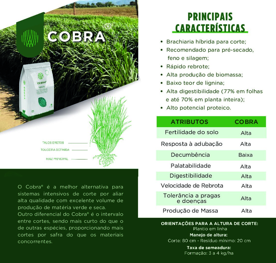 Sementes De Brachiaria Híbrida Cobra 8kg